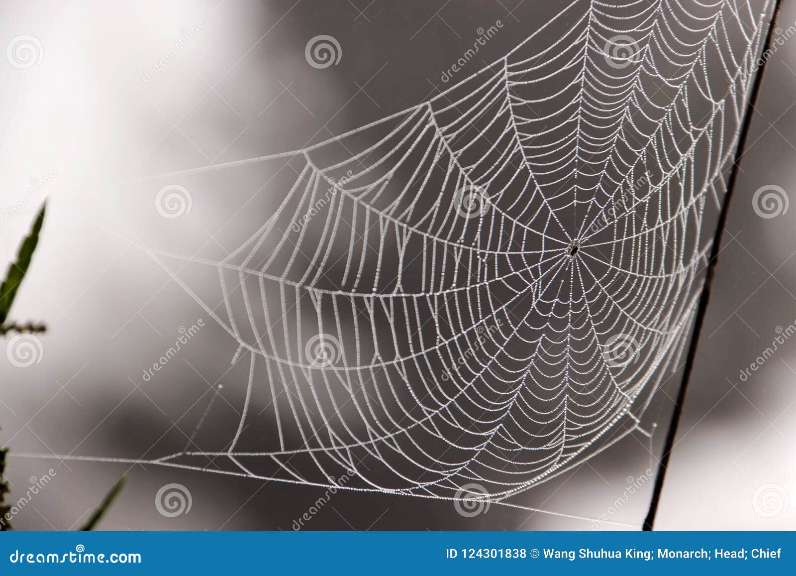 cobweb; spider web; tela aranea; [Ã§âÂµÃ¥Â½Â±] das spinnennetz